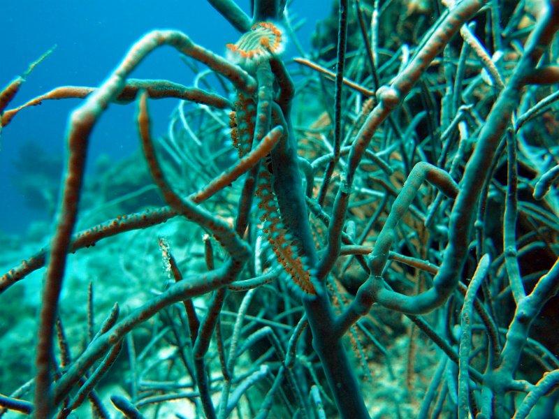 Curacao 04-12 183.JPG